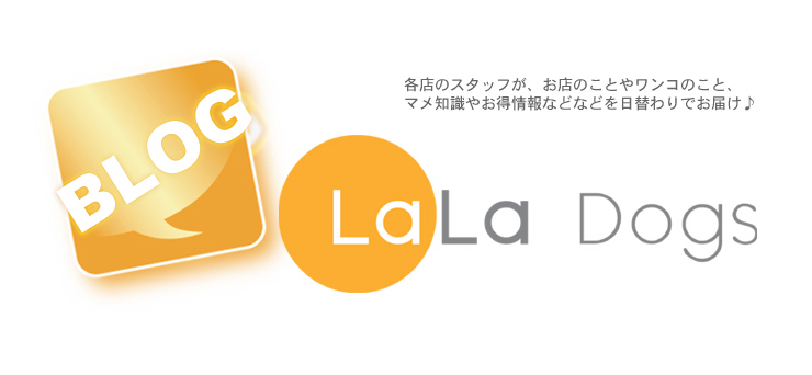 ブログ