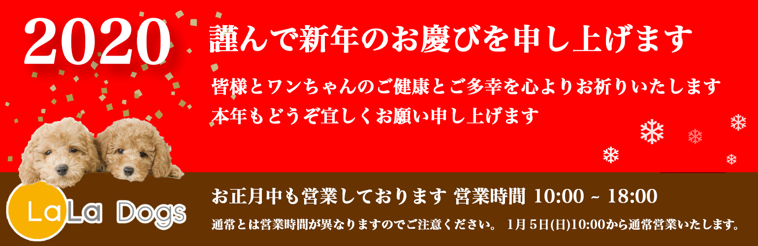 ララドッグス新年