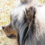 image12