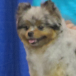 image17
