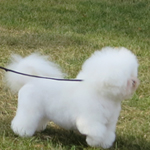 image22