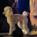 image15